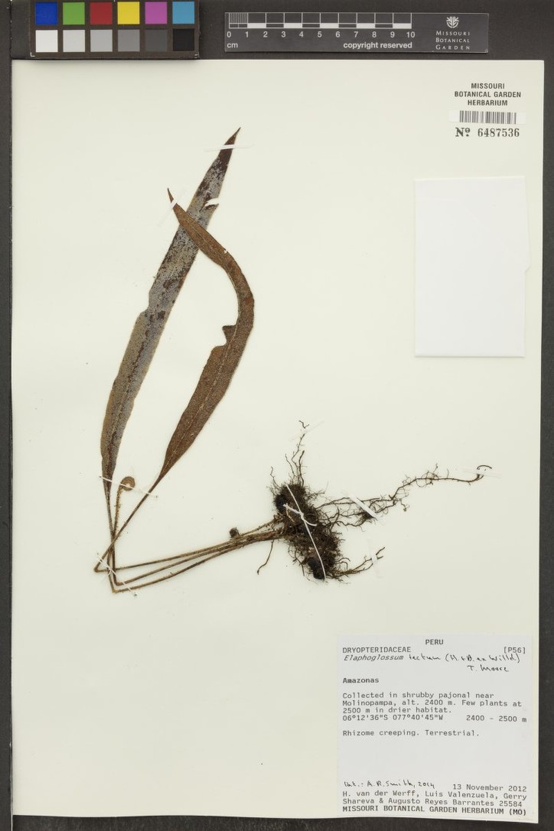 Elaphoglossum tectum photo 2