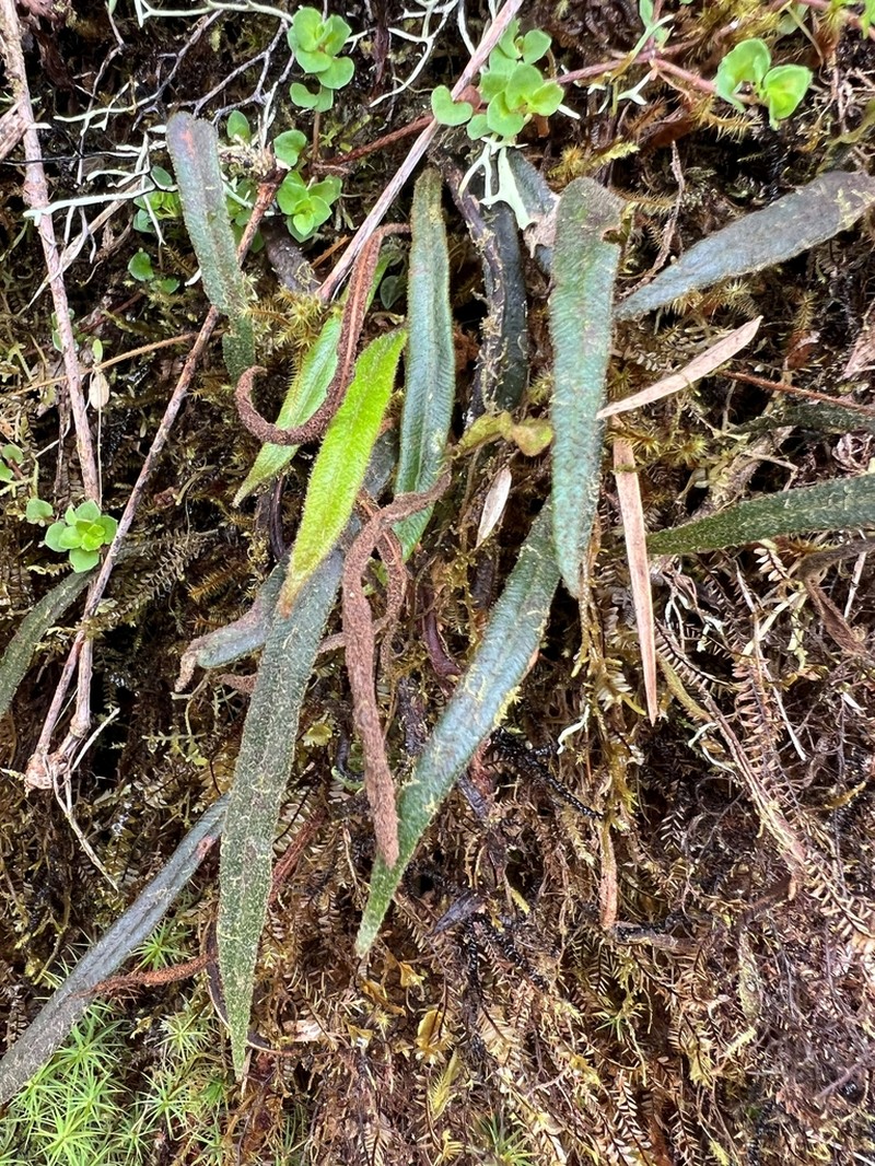 Elaphoglossum tenuiculum