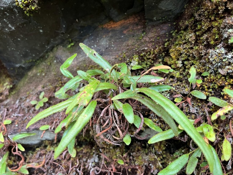 Elaphoglossum tenuiculum photo 2