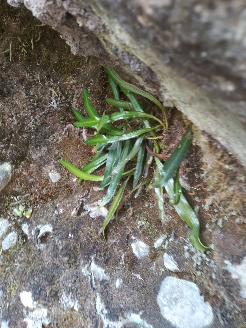 Elaphoglossum tenuiculum photo 4