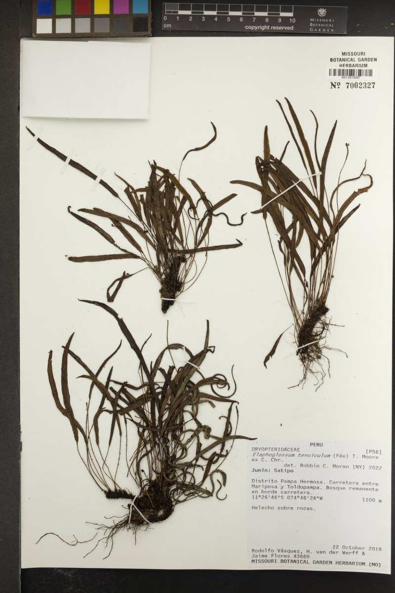 Elaphoglossum tenuiculum photo 7