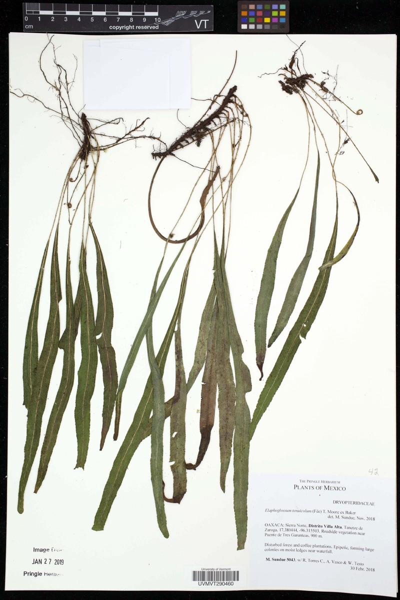 Elaphoglossum tenuiculum photo 8