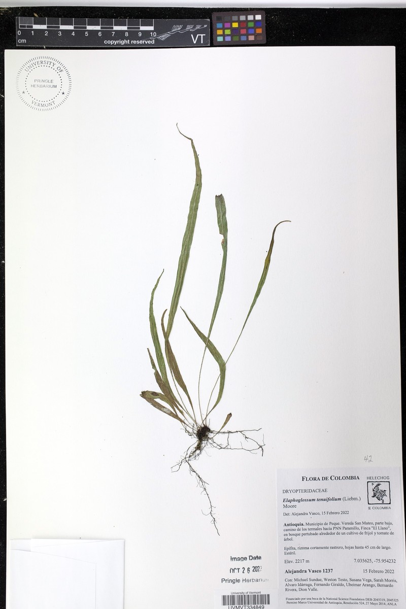 Elaphoglossum tenuifolium photo 2