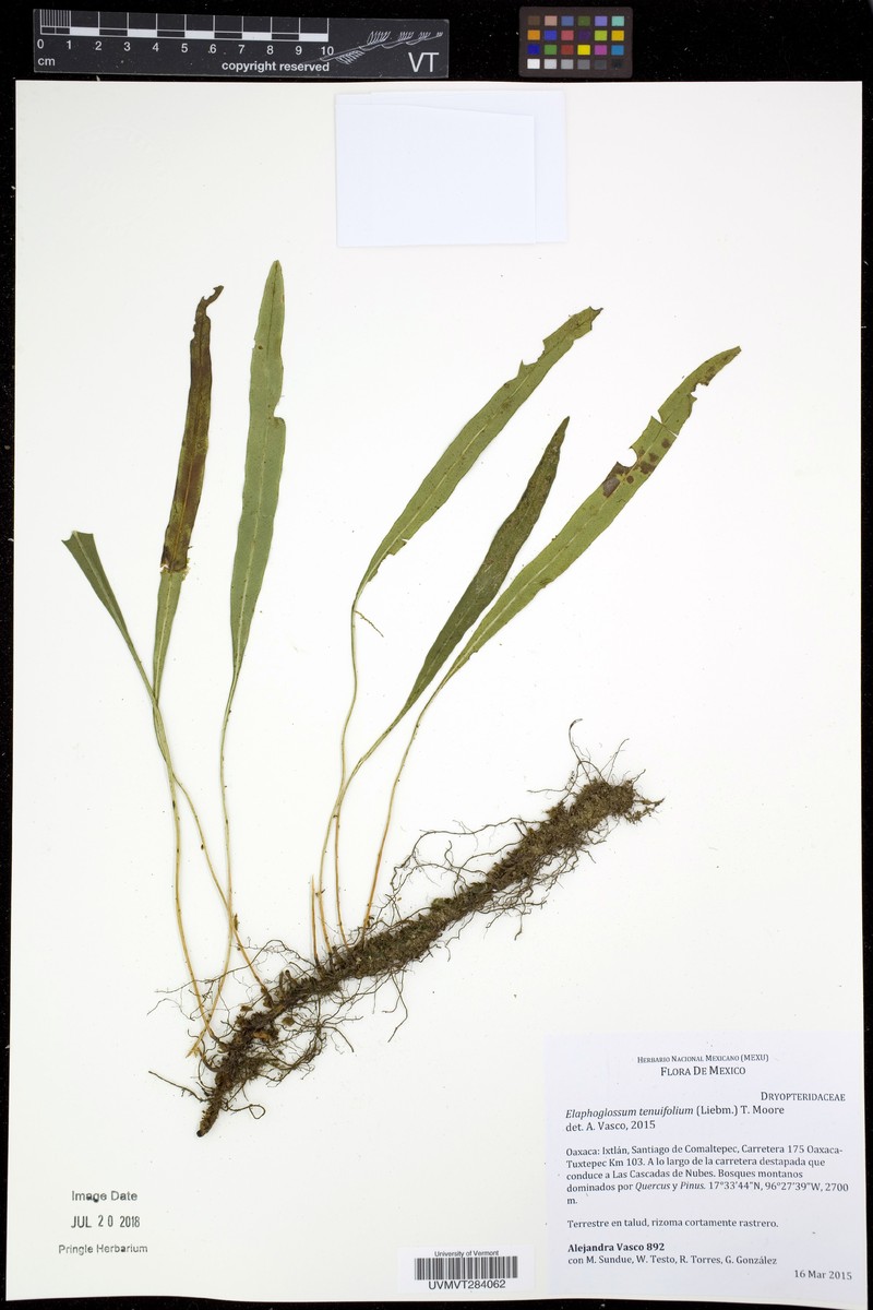 Elaphoglossum tenuifolium photo 3