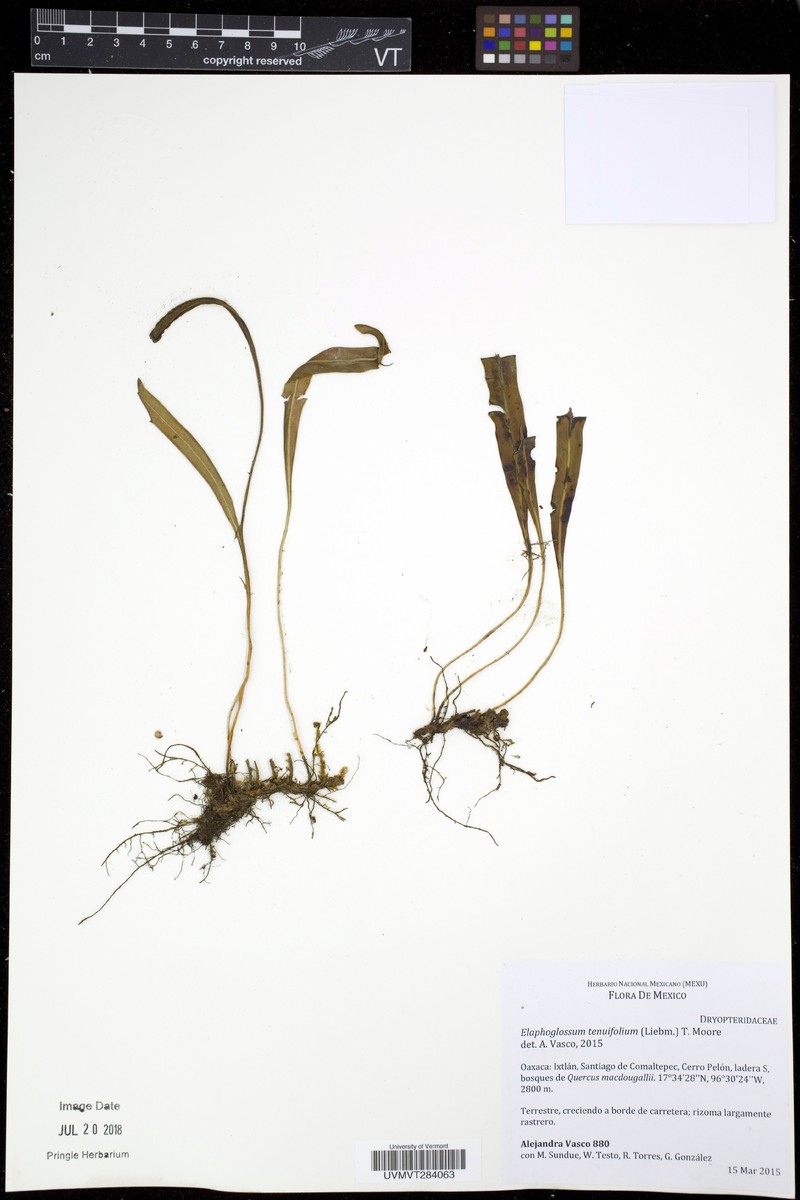 Elaphoglossum tenuifolium photo 4