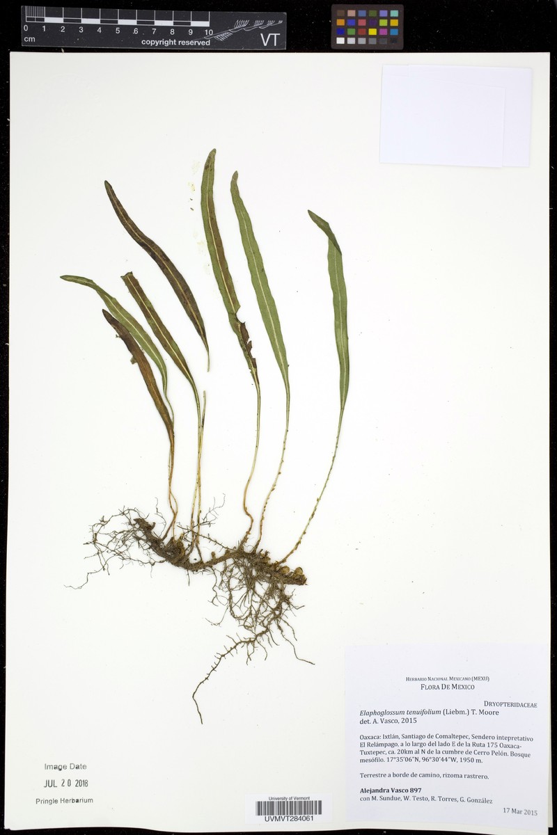 Elaphoglossum tenuifolium photo 5