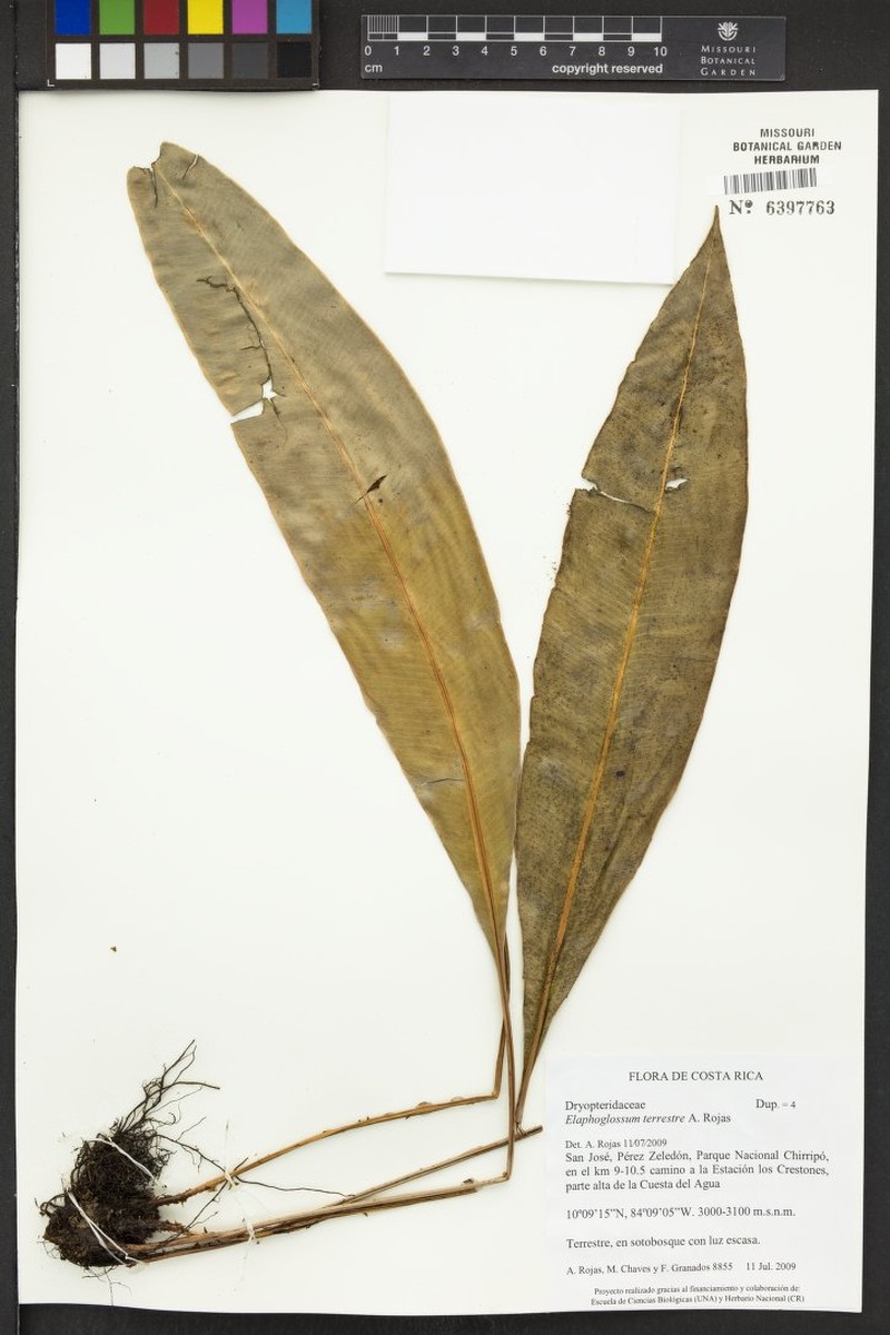 Elaphoglossum terrestre