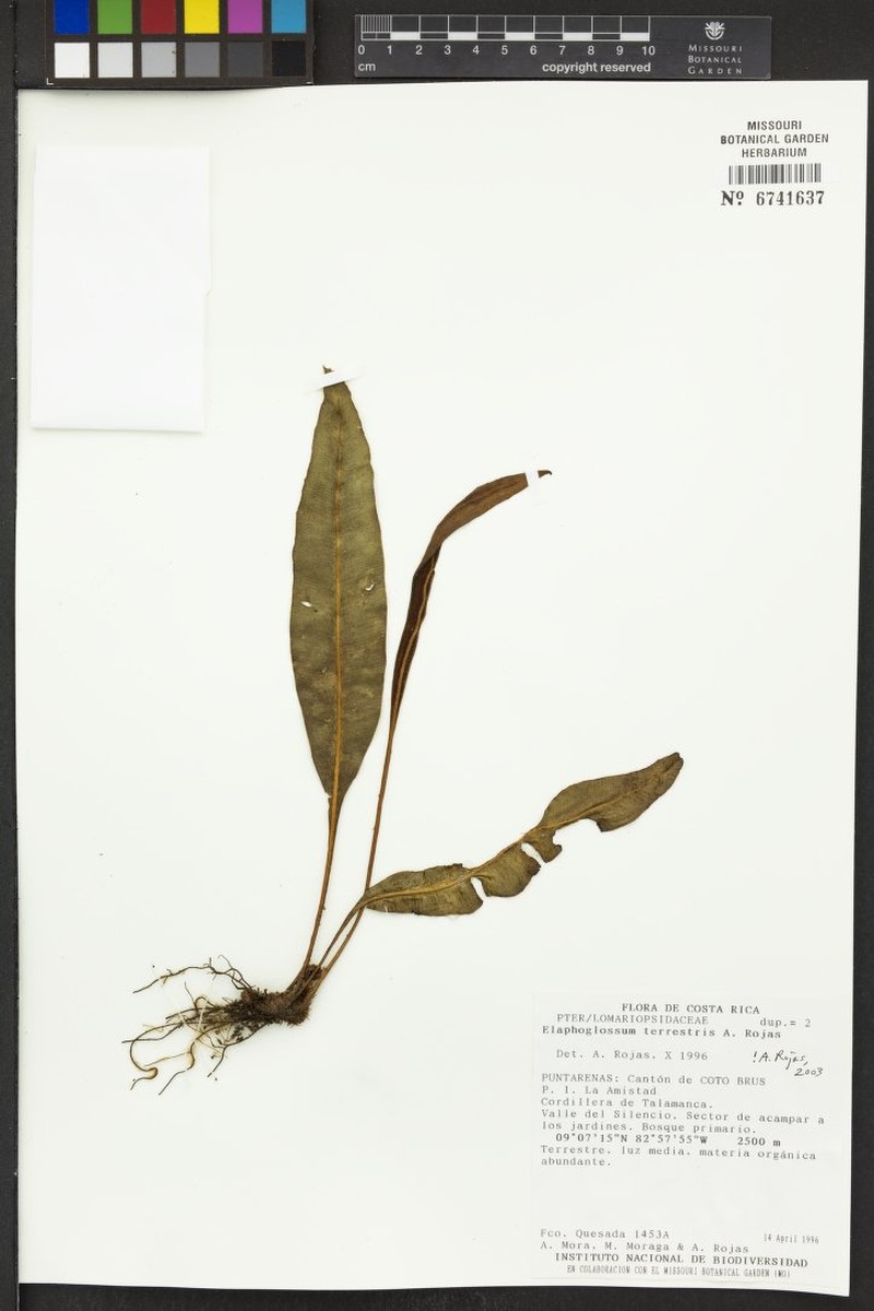 Elaphoglossum terrestre photo 2