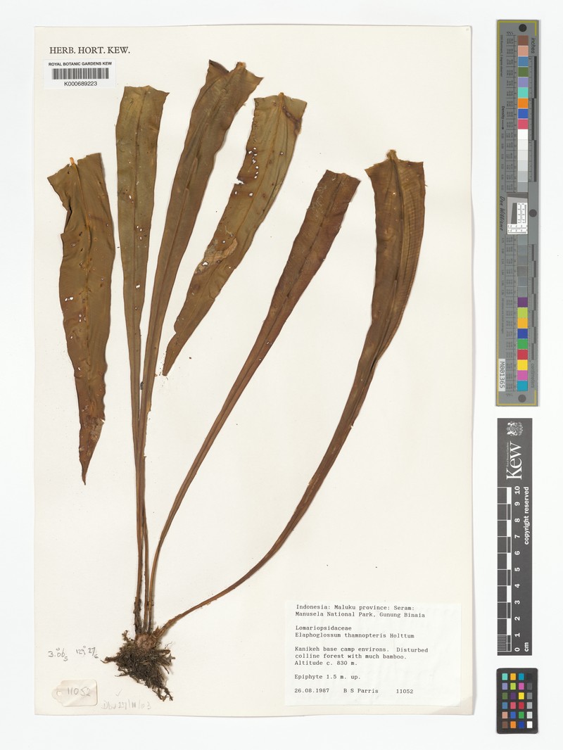 Elaphoglossum thamnopteris