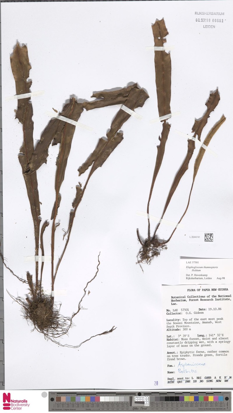 Elaphoglossum thamnopteris photo 2