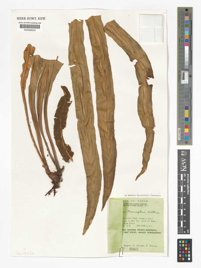 Elaphoglossum thamnopteris photo 3