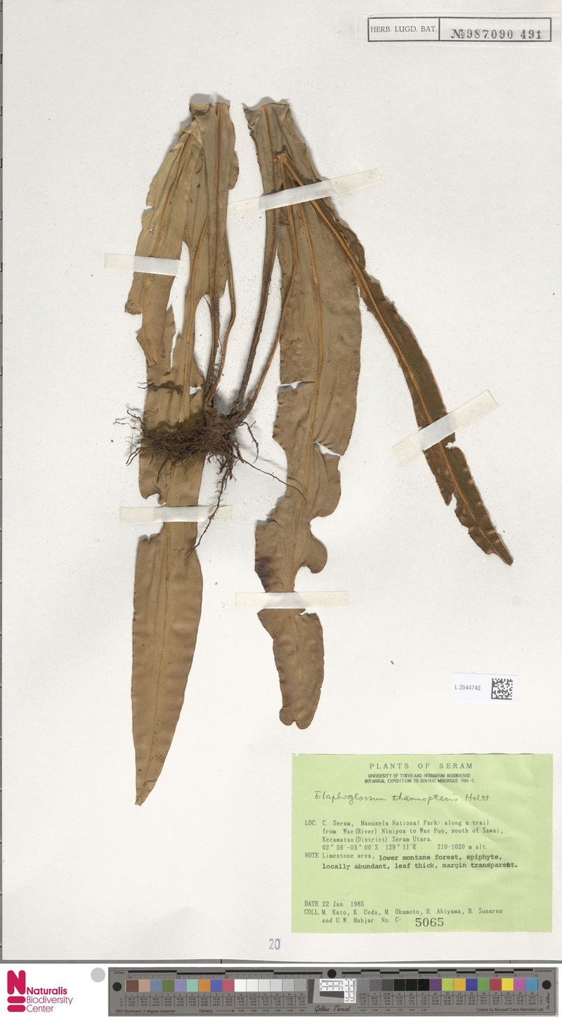 Elaphoglossum thamnopteris photo 4