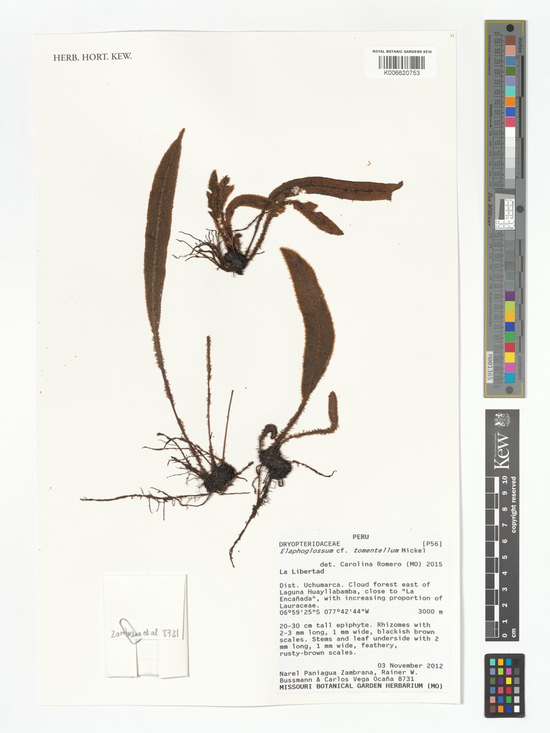Elaphoglossum tomentellum