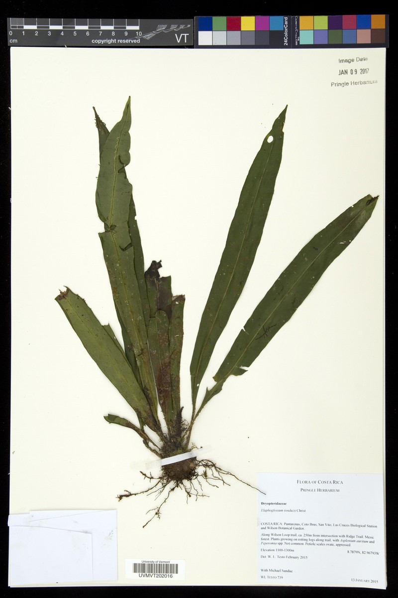 Elaphoglossum tonduzii photo 3