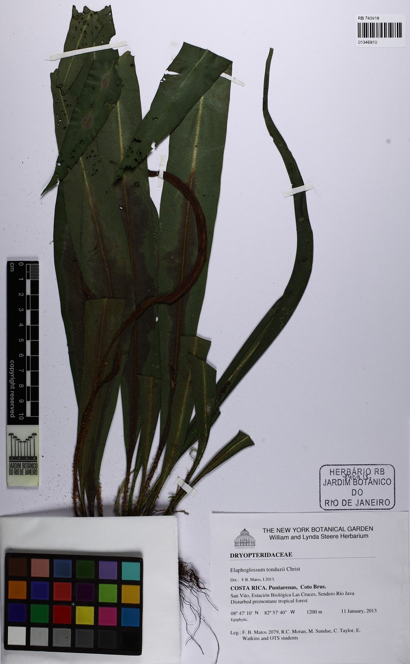 Elaphoglossum tonduzii photo 4