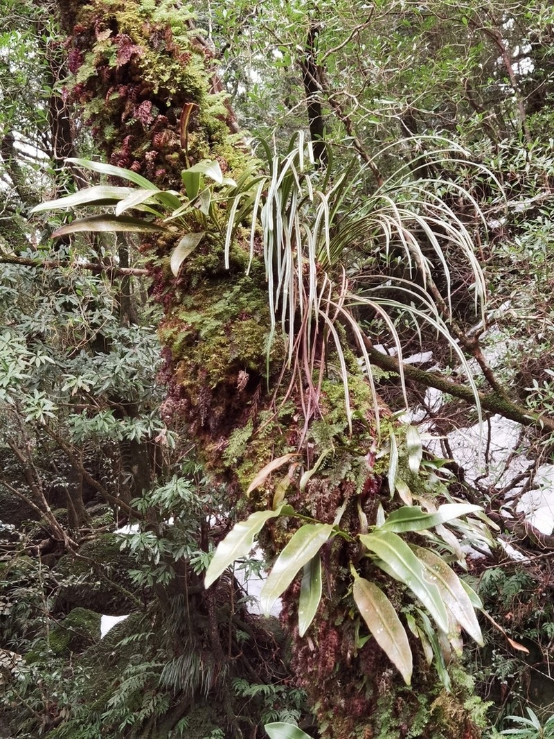 Elaphoglossum tosaense