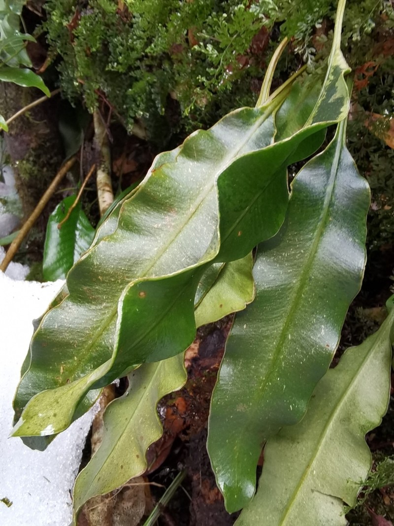 Elaphoglossum tosaense photo 2