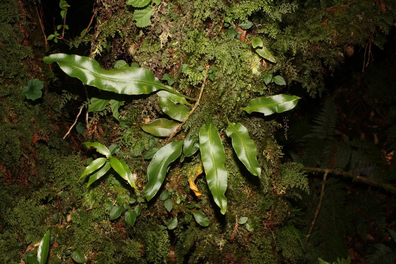 Elaphoglossum tosaense photo 3