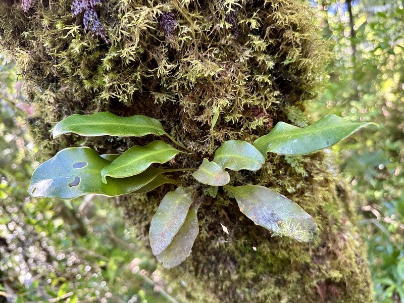 Elaphoglossum tosaense photo 4