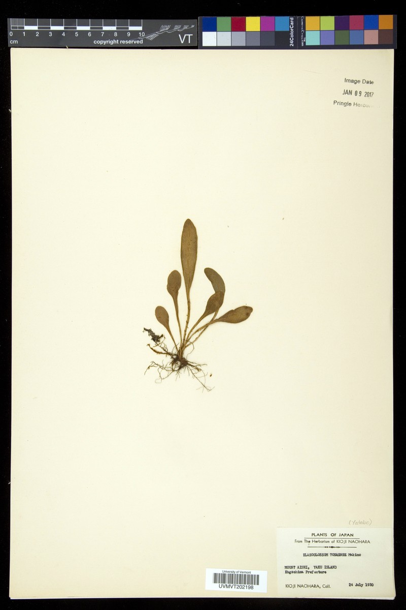 Elaphoglossum tosaense photo 6