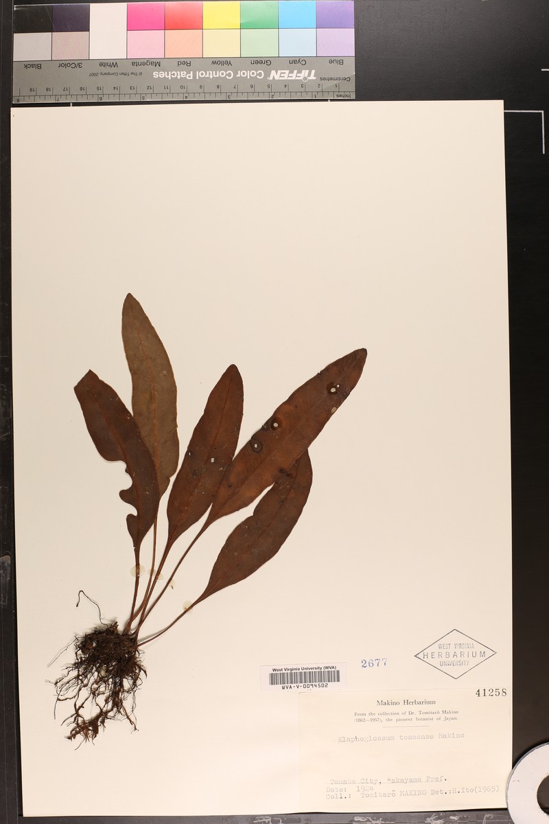 Elaphoglossum tosaense photo 7