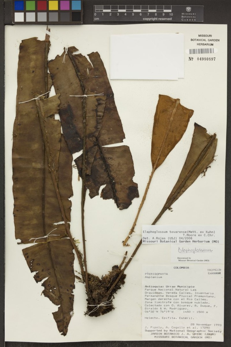 Elaphoglossum tovarense photo 2
