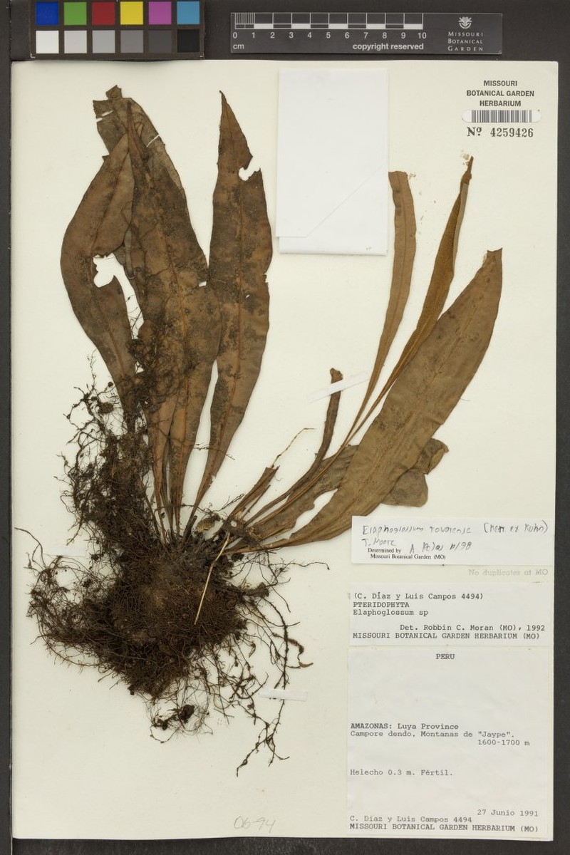 Elaphoglossum tovarense photo 3