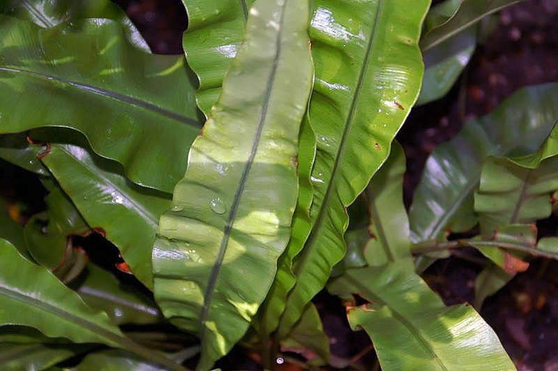 Elaphoglossum tovarense