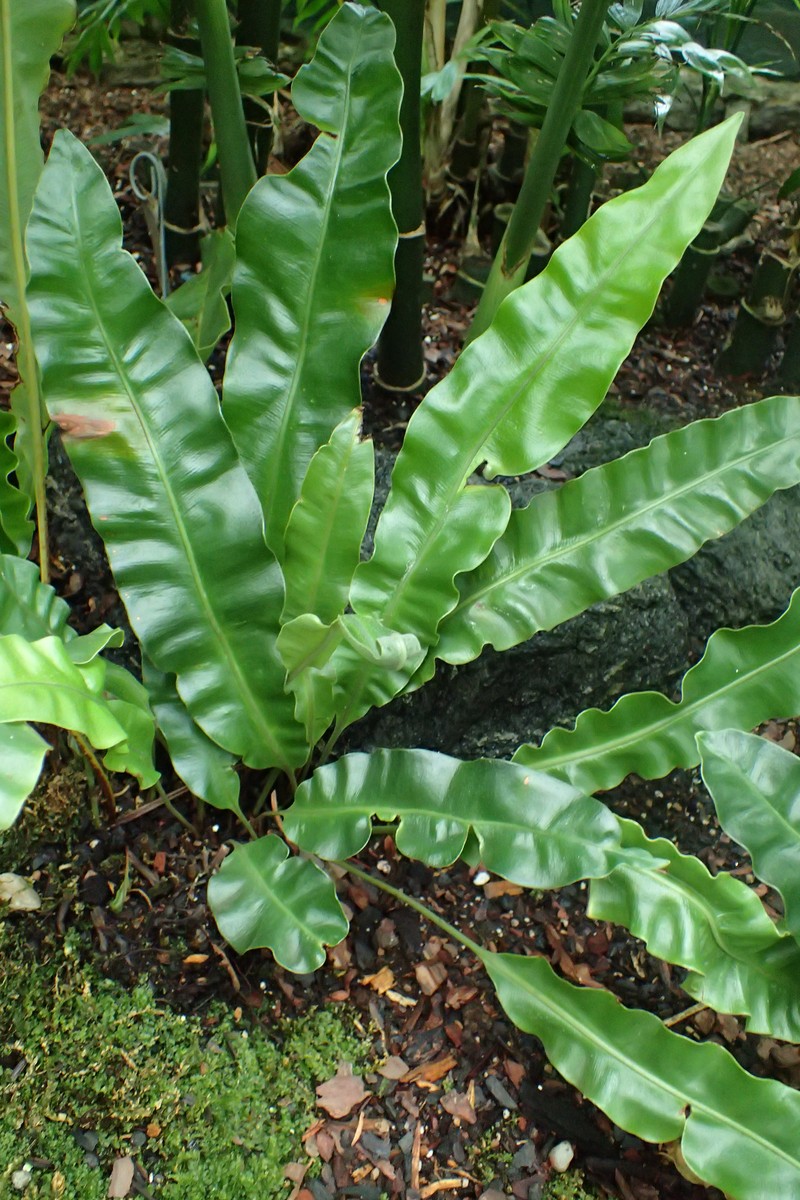 Elaphoglossum tovarense photo 4