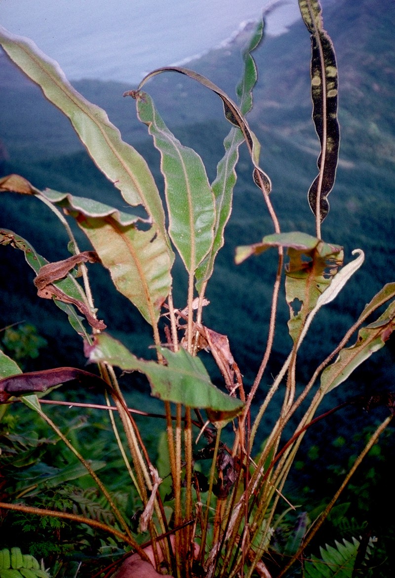 Elaphoglossum tovii photo 2