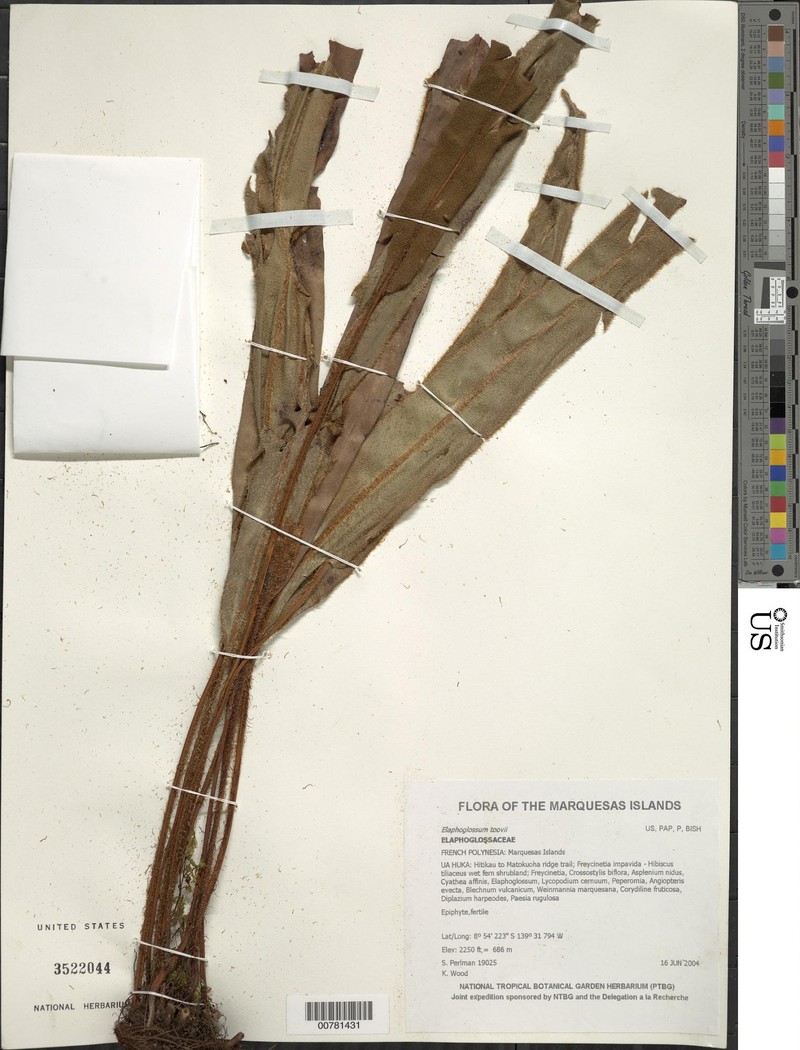 Elaphoglossum tovii photo 3