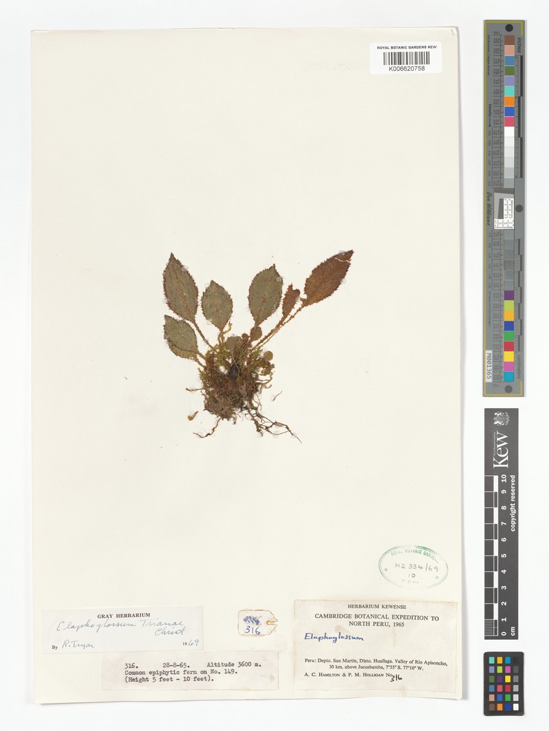 Elaphoglossum trianae