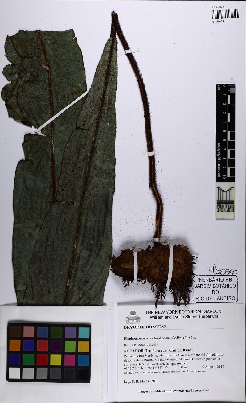 Elaphoglossum trichophorum