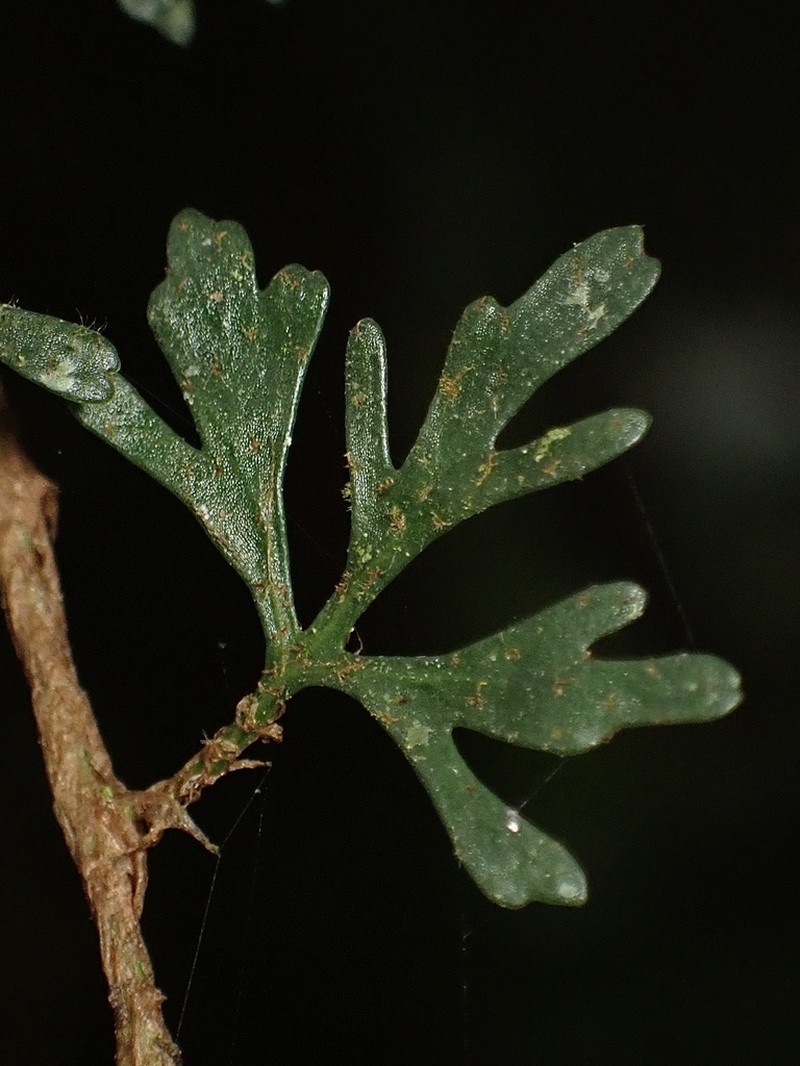 Elaphoglossum tripartitum