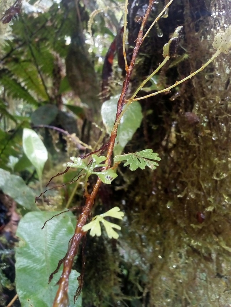 Elaphoglossum tripartitum photo 2