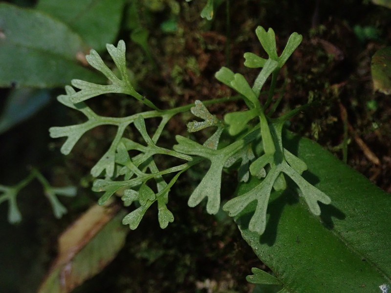 Elaphoglossum tripartitum photo 3