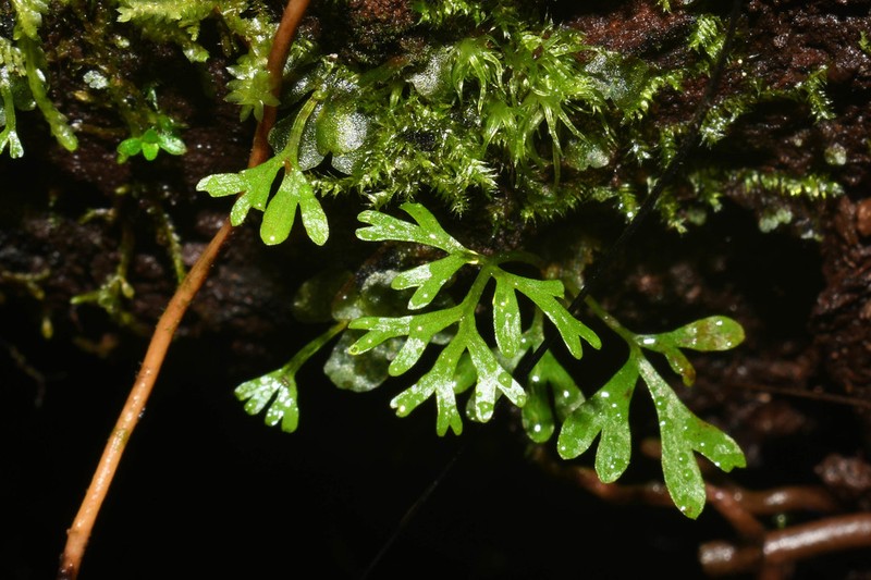 Elaphoglossum tripartitum photo 4