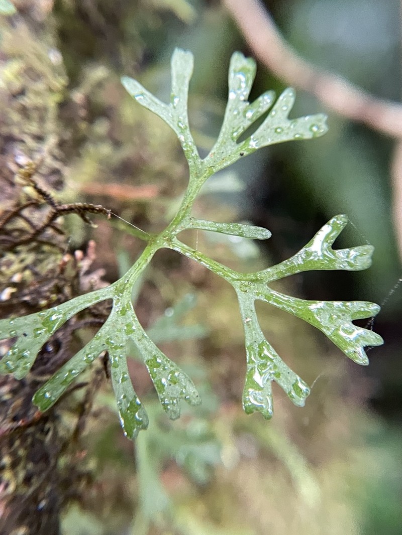Elaphoglossum tripartitum photo 6