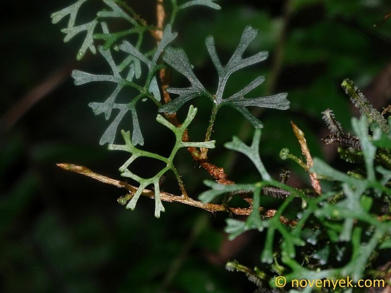 Elaphoglossum tripartitum photo 7