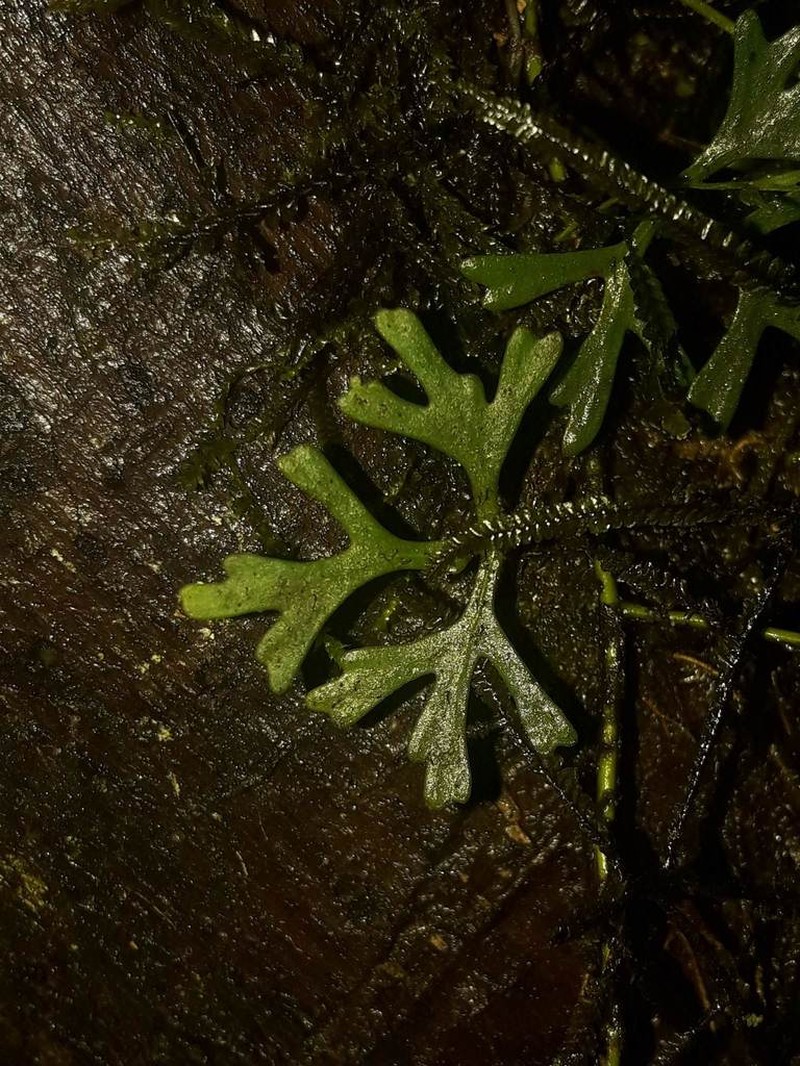 Elaphoglossum tripartitum photo 8