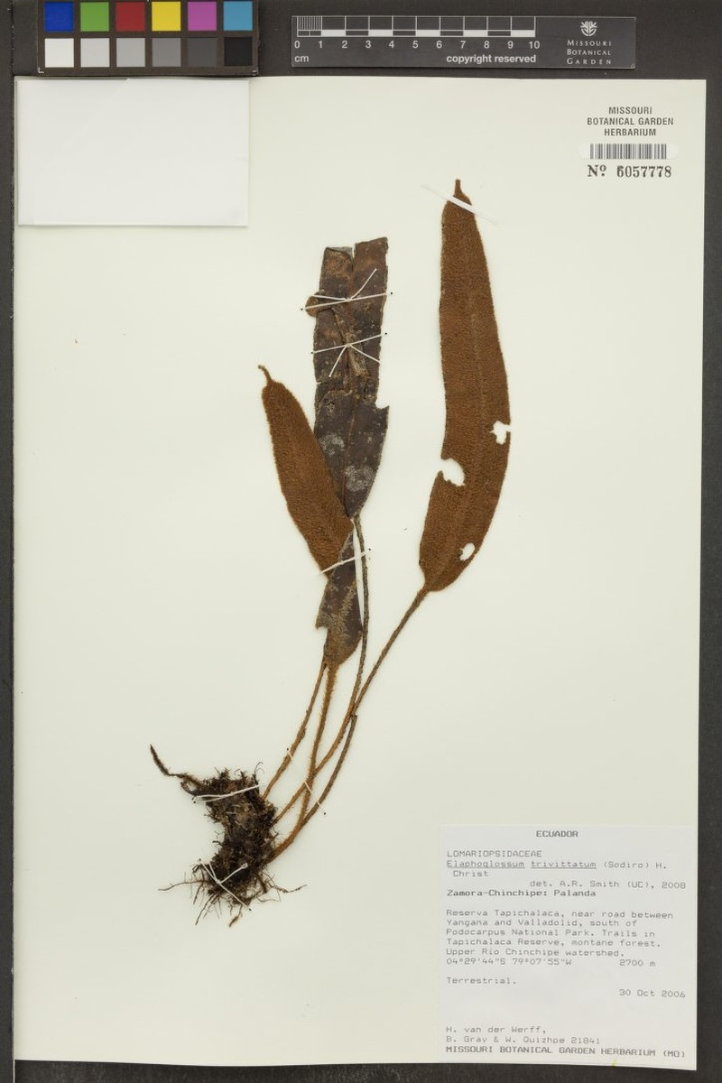 Elaphoglossum trivittatum