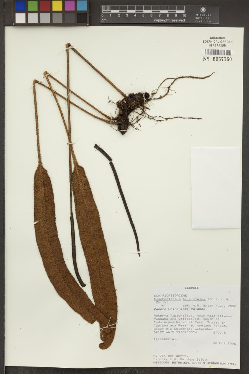 Elaphoglossum trivittatum photo 2
