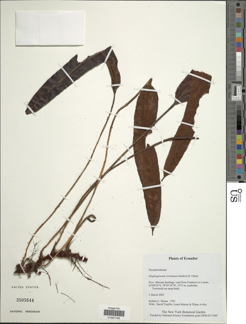 Elaphoglossum trivittatum photo 3