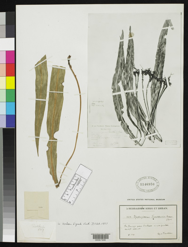 Elaphoglossum tuerckheimii