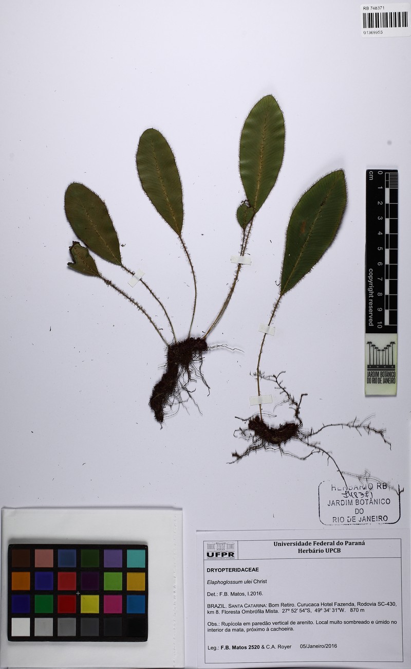 Elaphoglossum ulei