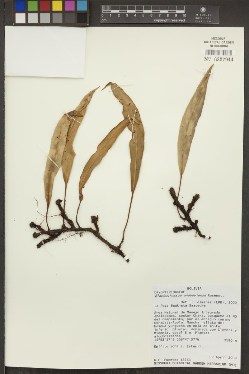 Elaphoglossum unduaviense