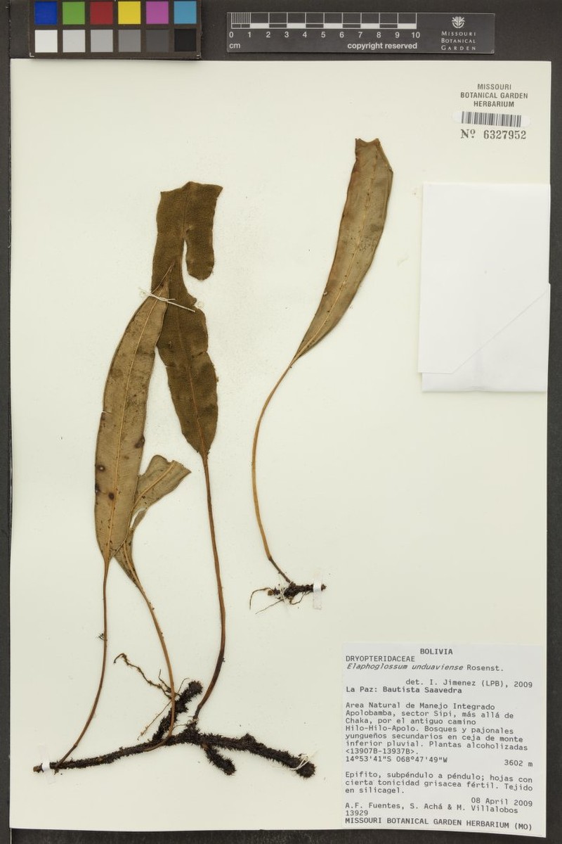 Elaphoglossum unduaviense photo 2