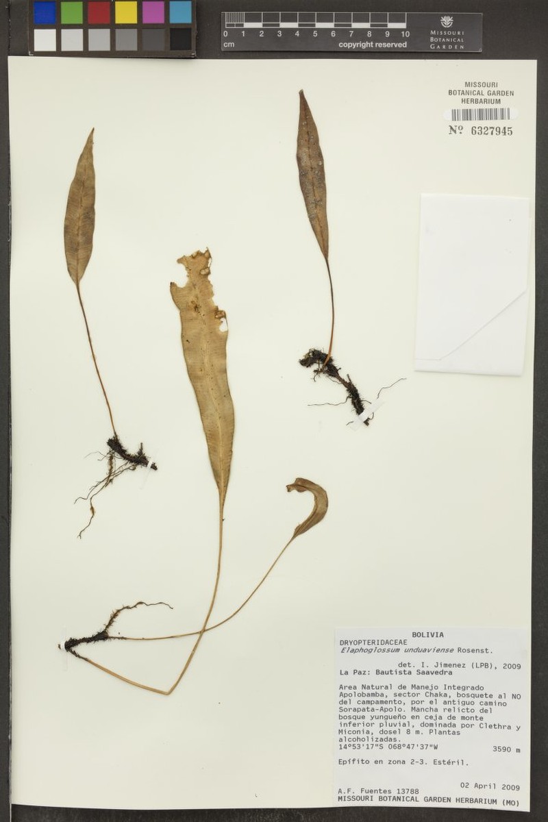 Elaphoglossum unduaviense photo 3