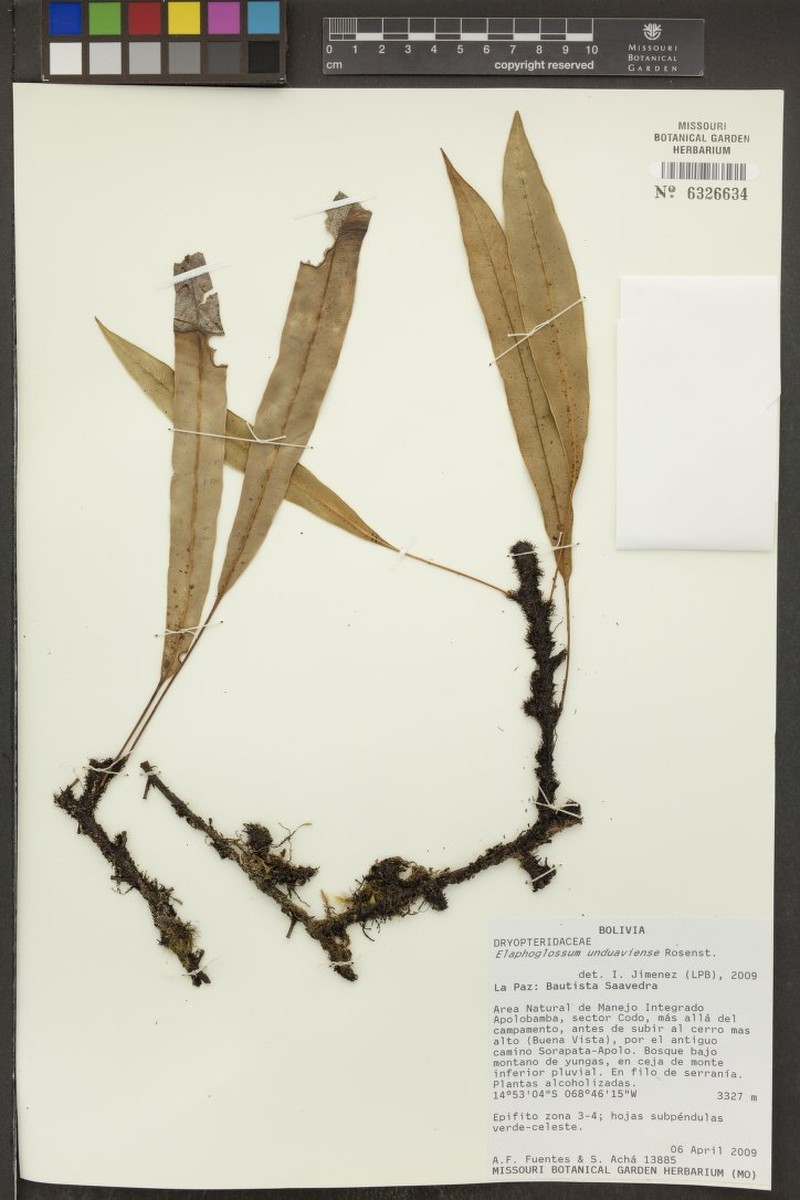 Elaphoglossum unduaviense photo 4