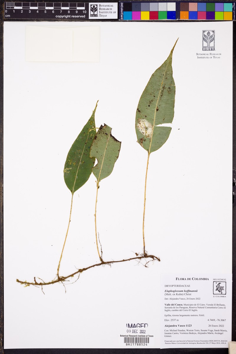 Elaphoglossum urophyllum